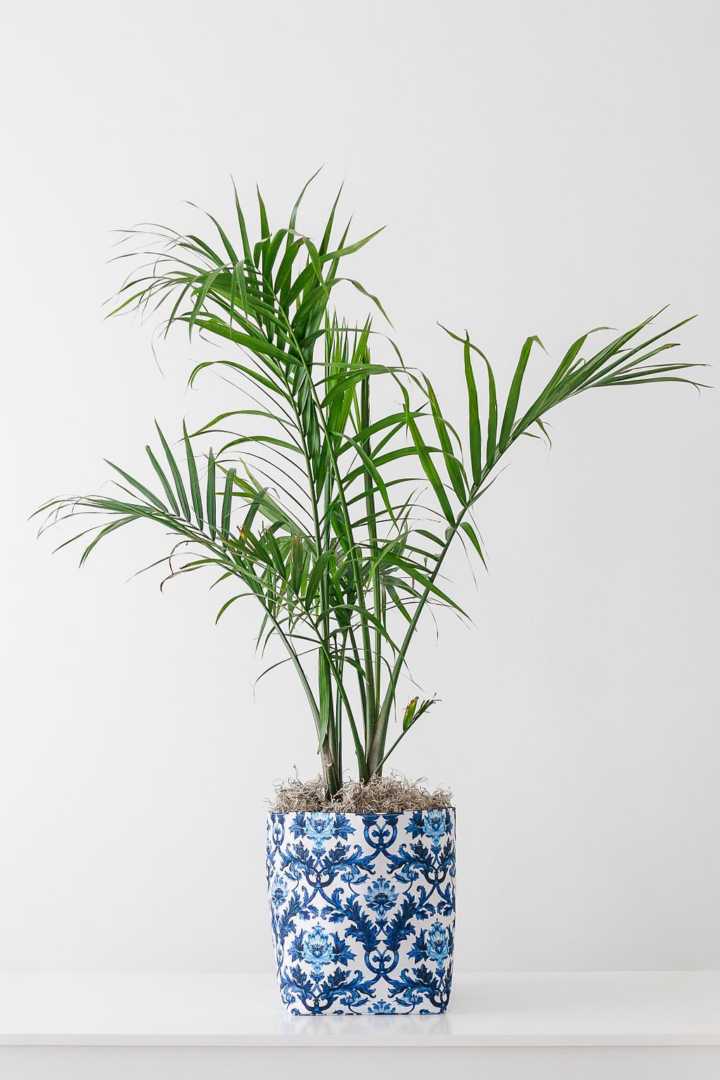 Limited Edition Blue and White So.CachePot Planter Cover | South